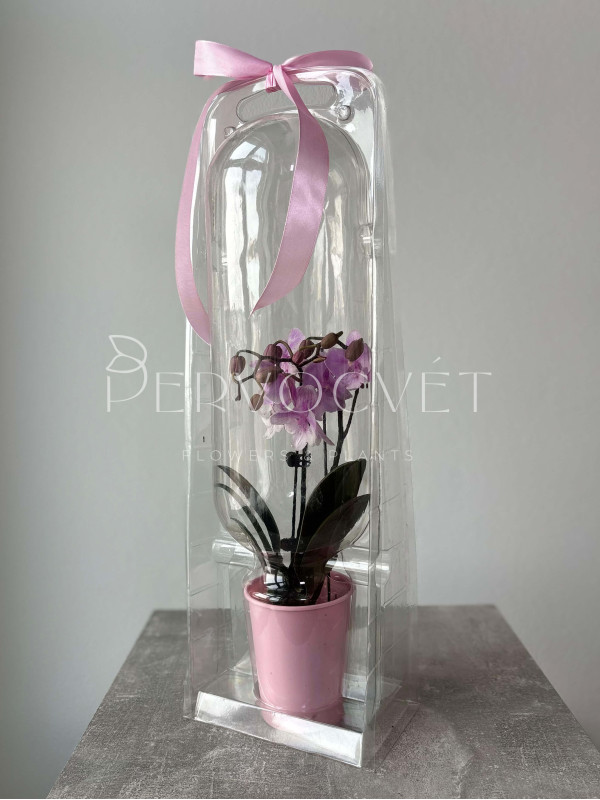Орхидея Фаленопсис в Подарочной упаковке 40 см