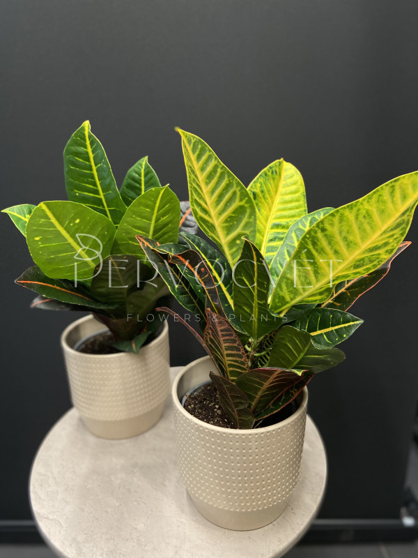 Кодиеум Кротон Петра 40 см