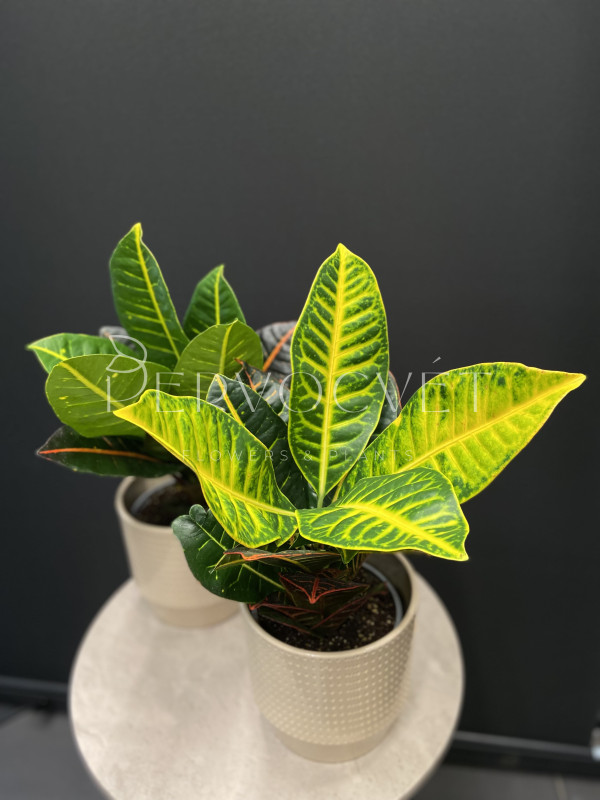 Кодиеум Кротон Петра 40 см