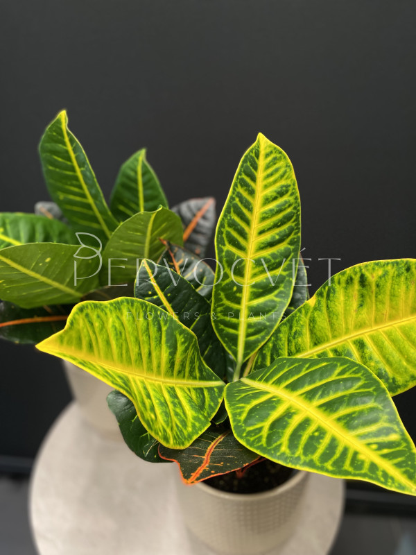 Кодиеум Кротон Петра 40 см