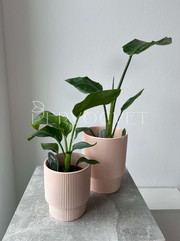 Стрелиция Регина 40 см