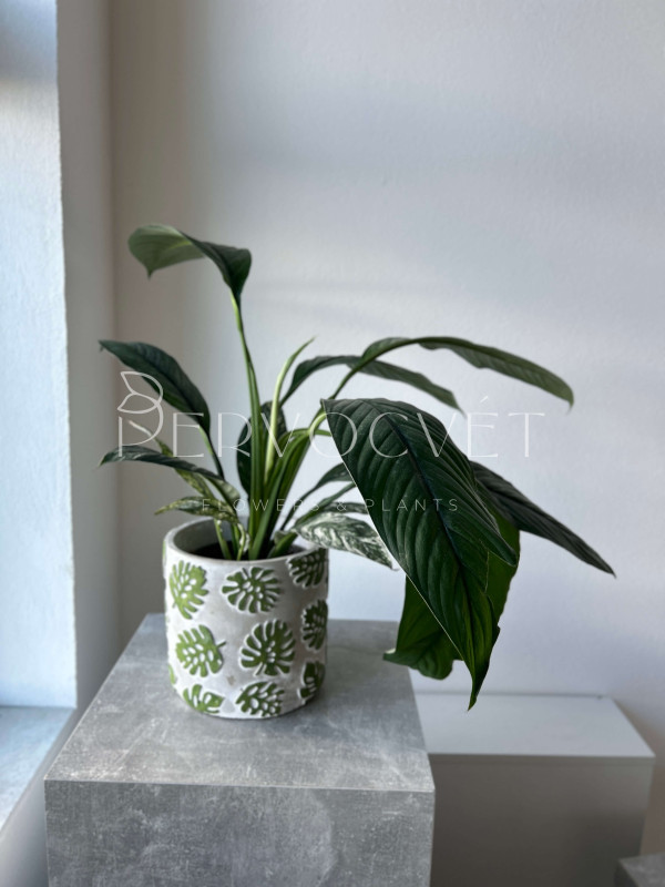 Спатифиллум Сенсация Вариегатный 70 см