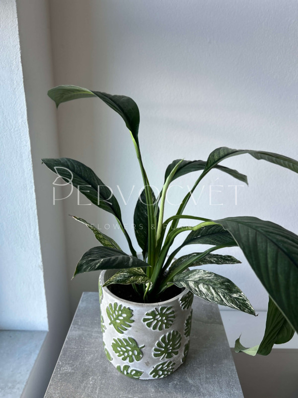 Спатифиллум Сенсация Вариегатный 70 см