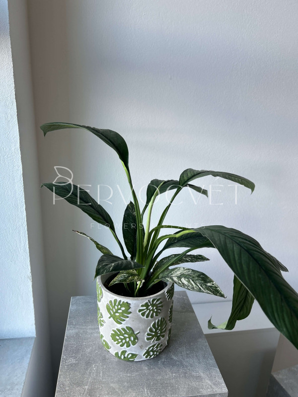 Спатифиллум Сенсация Вариегатный 70 см