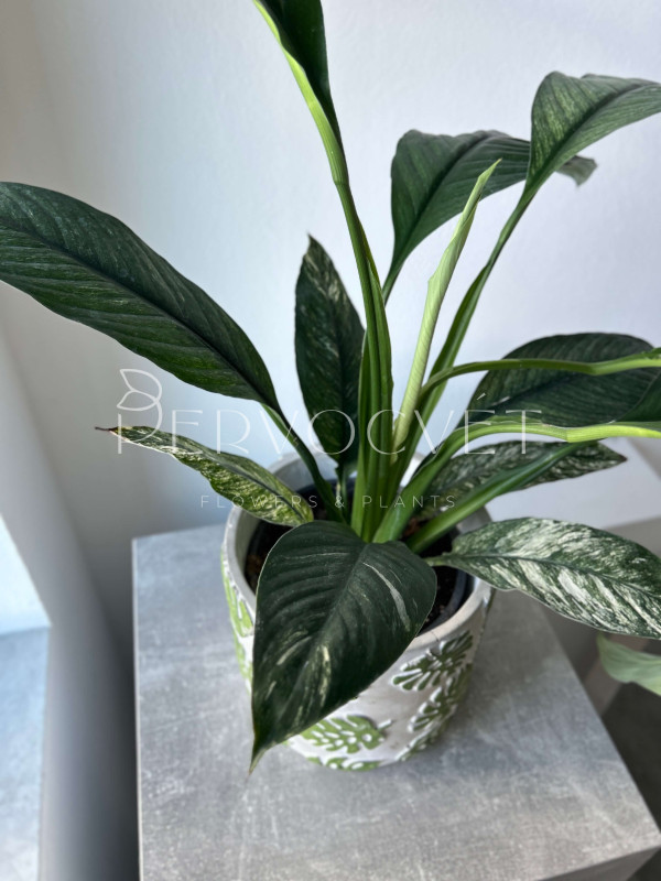 Спатифиллум Сенсация Вариегатный 70 см