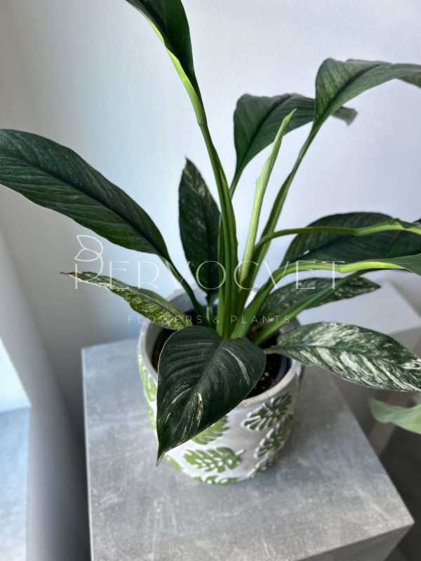 Спатифиллум Сенсация Вариегатный 70 см