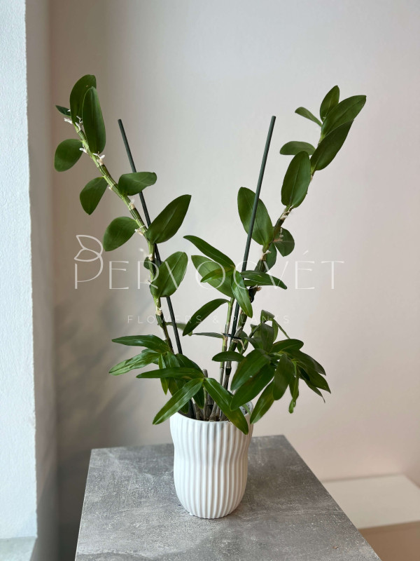 Орхидея Дендробиум 60 см