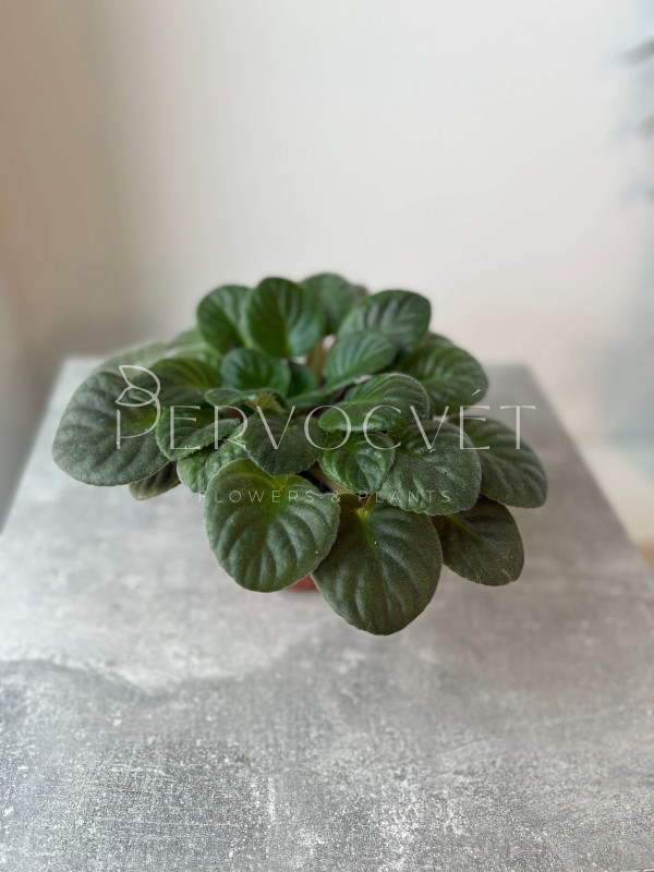 Фиалка Микс 20 см