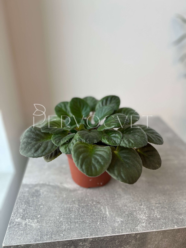 Фиалка Микс 20 см