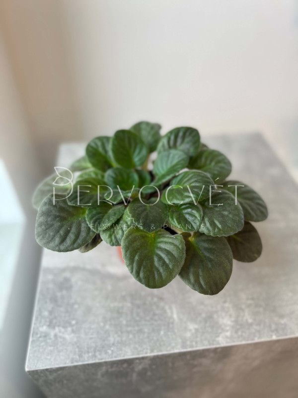 Фиалка Микс 20 см