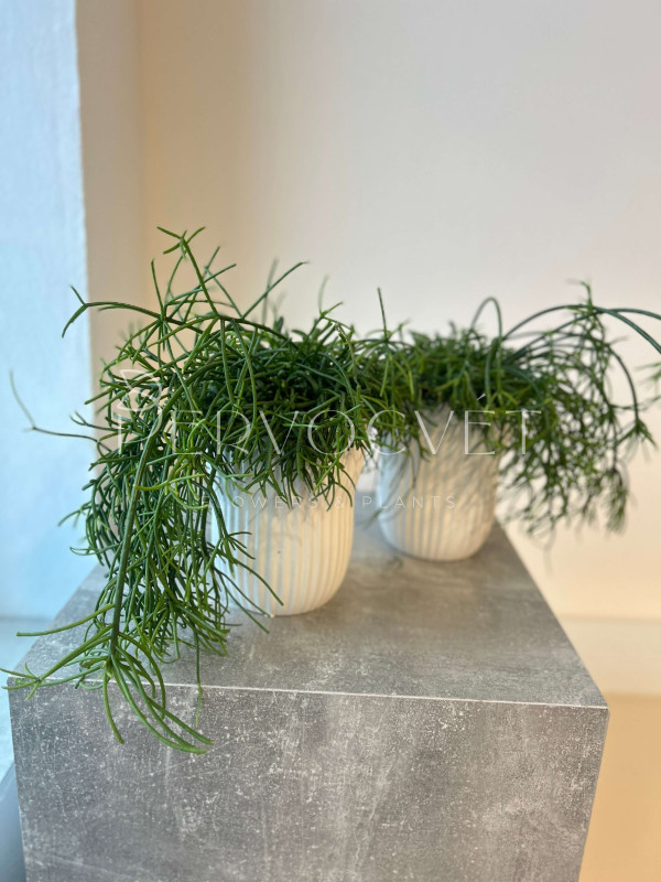 Рипсалис Кассута 20 см