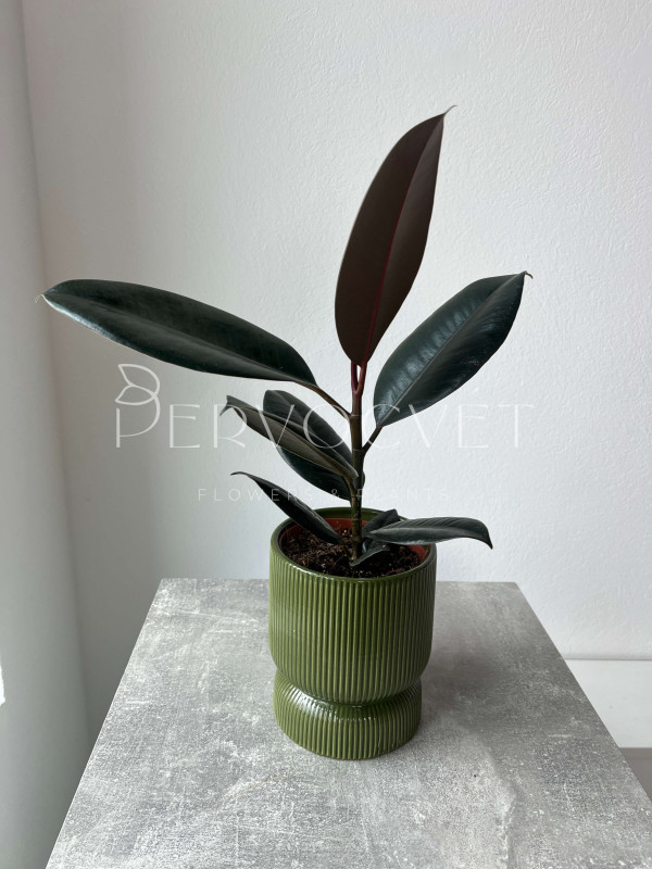 Фикус Эластика Абиджан 50 см