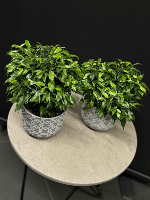 Фикус Бенджамина Кинки 30 см