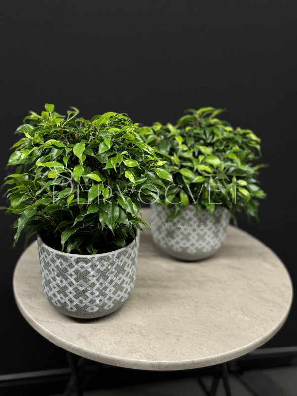 Фикус Бенджамина Кинки 30 см