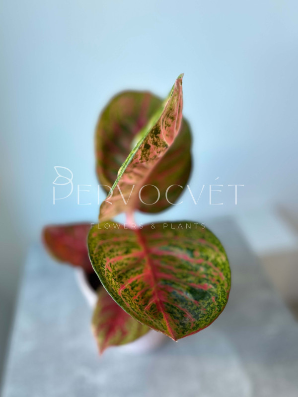 Аглаонема Темная Розовая Звезда 40 см