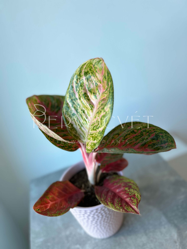 Аглаонема Темная Розовая Звезда 40 см