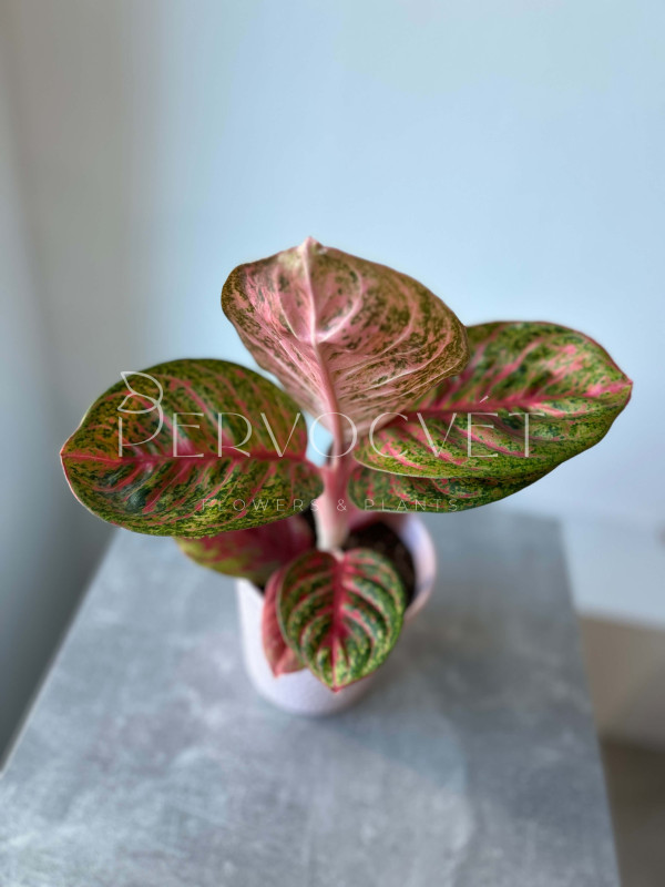 Аглаонема Темная Розовая Звезда 40 см