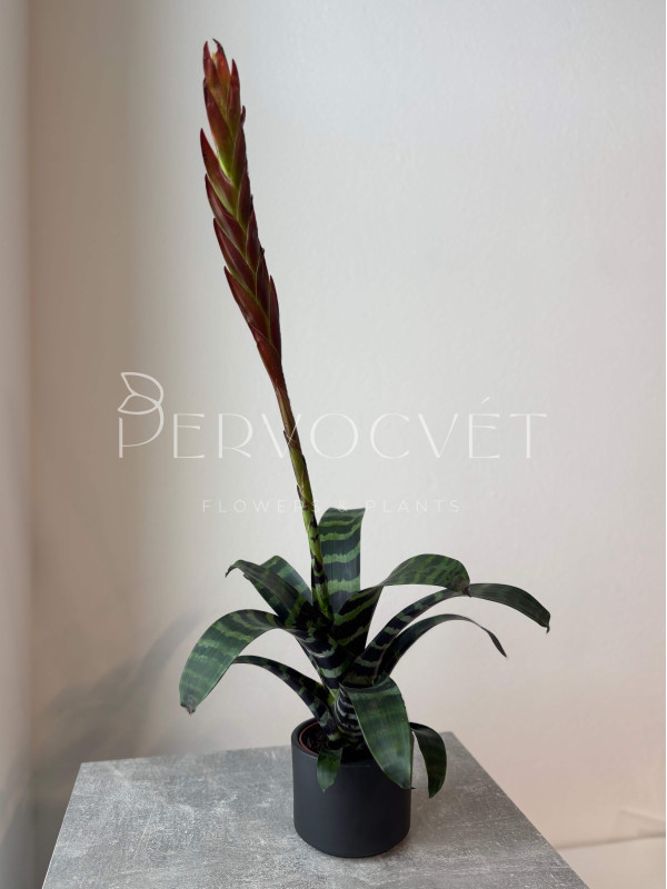 Вриезия 50 см