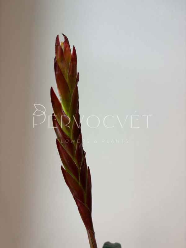 Вриезия 50 см