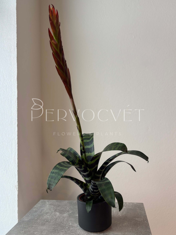 Вриезия 50 см