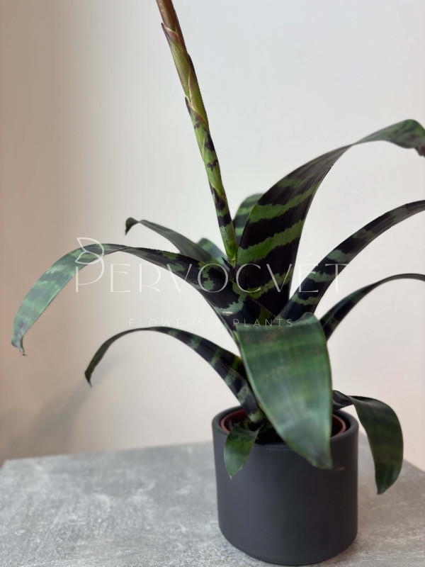 Вриезия 50 см