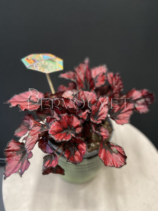 Бегония Красный Поцелуй 30 см