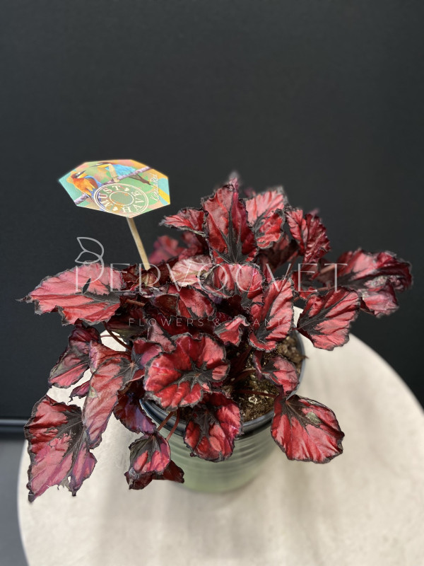 Бегония Красный Поцелуй 30 см